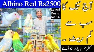 Lahori Deals No.14 A Gai Bohat Kam Rate | Albino Red Eyes Rs2500 Ka Le Jao Sub apka Hai #birds #2024