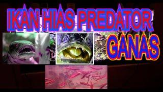 Ikan Hias Predator Ganas