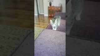 Kitty Playing