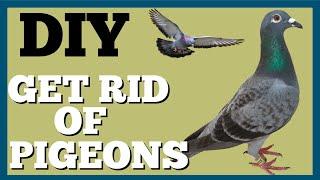 Trick to Get Rid of Pigeons on Roof - Dad's Den