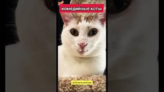 комедийные коты. #funny #cats #cat #funnycats