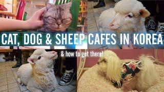 The 3 Best Animal Cafes in Hongdae (& Directions) | Hallyu Doing