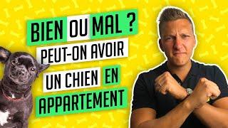 Chien dans un appartement : conseils d'expert pour un chien heureux