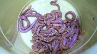 Insane Purple Snakes in My Reptile Room
