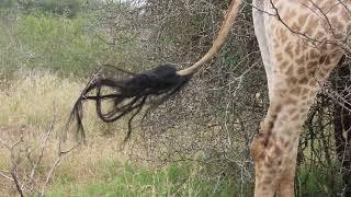 Giraffe's tail is stuck in a thorny bush in Kruger National Park...