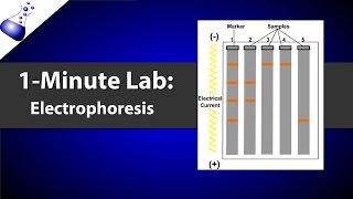 Electrophoresis