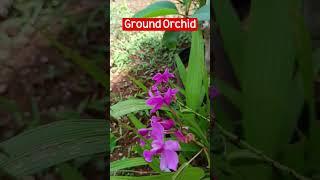 Ornamental Plant Ideas -  Ground Orchid #plant #ornamentalplants #gardening