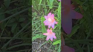 Rain Lilies a day after a good rain #gardening #garden #flowers #shorts #rain #nature #shortsvideo