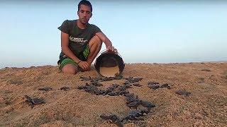 Sea Turtle Hatchlings Released into the Ocean 360 | Our Blue Planet | BBC Earth Explore