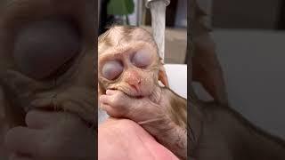 Monkey baby enjoys bath time #sorts #babymonkey #animlasfunny #animlas #cute