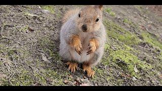 Замечательные белочки в парке ЦПКиО!  Открыли сезон! ️ Squirrels in the park