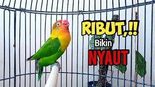 Lovebird Ngekek Panjang FIGHTER KOEK KOEK TAJAM BIKIN NYAUT, Lovebird Yang Dengar Langsung BUNYI