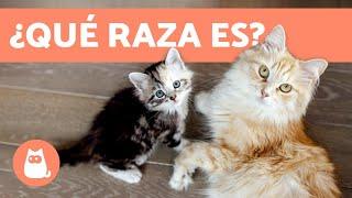 ¿Cómo saber la raza de tu gato? - TODAS LAS RAZAS DE GATOS