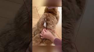 Этот кот живой или настоящий