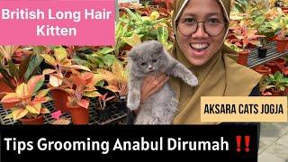 Ready Kitten British ‼️ Tips Grooming kucing sendiri dirumah || Aksara Cats Jogja