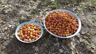 Afghanistan village life #Daily village life at jaghori District #colection #collection of fruit