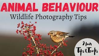 Why You Should Learn Animal Behaviour for Wildlife Photography