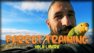 COME ADDESTRARE un pappagallo al VOLO LIBERO | PARROT flying outdoors