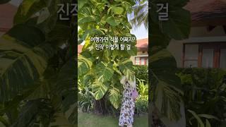 집 비울 때 최고, 물은셀프 키트 #식물 #플랜테리어 #홈가드닝
