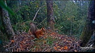 A squirrel checks a hidden pinecone in a spotted eagle's nest/Закрома белки в гнезде у подорликов