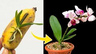 Few people know how this helps small orchids grow on flower branches so quickly