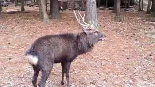 Bugling Sika Buck