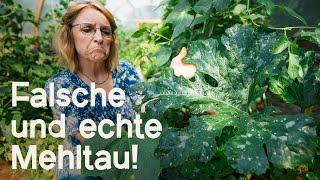 Mehltau im Garten: Die Unterschiede erkennen und natürlich bekämpfen!