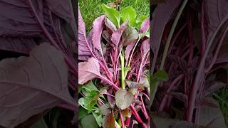 Harvesting Pot Grown Amaranth #vegetablegarden