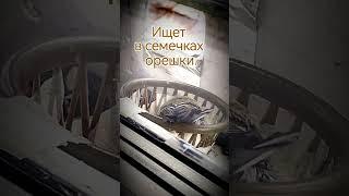Синица ищет орех. Раскидывает семечки.