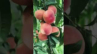 "Bounty of Nature: A Fruitful Garden Oasis"