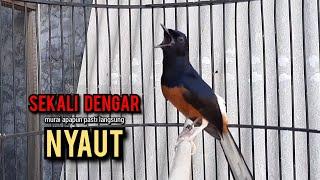 murai batu gacor AMPUH buat PANCINGAN murai batu agar bunyi JADIKAN burung murai gacor EMOSI NYAUT