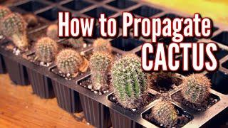 HOW TO PROPAGATE CACTUS THE EASIEST WAY! 