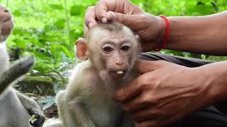 Breaking news! Releasing a new abandoned monkey in Sovana group, he looks like when Sovana was young