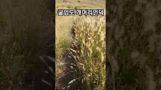 #백패킹성지 #굴업도 #개머리언덕 #억새밭 오늘 실시간 싱황...