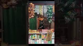 #memekucing