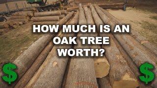 How Much Is a White Oak Worth? - Timber Harvest For Wildlife
