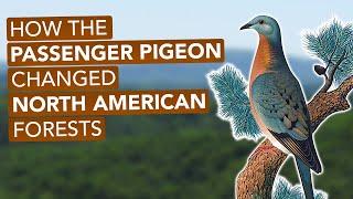 How The Passenger Pigeon Changed North American Forests