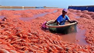 How MILLIONS of SHRIMPS are Produced in an INDUSTRY OF 80,000 MILLION DOLLARS
