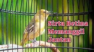 Suara Sirtu/Cipoh Betina Gacor Memanggil Jantan Ampuh