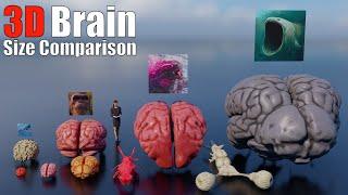 Animal, Dinosaur and Sea Monster Brains 3D Size and Weight Comparison