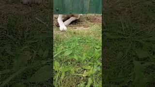 Медвежонок #short (2)