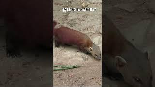 What is a Ring-Tailed Vontsira?