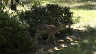 A Glimpse of the Fawns