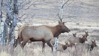 Elk Herd 10 22 17