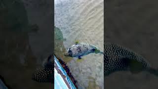 Два монстра в конце видео