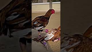 Aseel fight #shorts #youtubeshorts #aseelmurga #aseel #birds #trending #viral #viralvideo