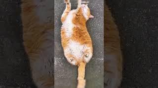 Девушка и спящая кошка: неожиданная тревога.  #животные