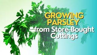 Growing Parsley from Store-Bought Cuttings