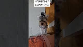 요구를 들어주지 않으면 바짓가랑이를 물고 늘어지는 바부강아지️ #강아지영상 #강아지 #강아지일상 #아기강아지 #요크셔테리어 #강아지장난감 #말티즈 #몰키