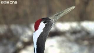 Japanese Cranes surrounded by predators in Japan (Narrated by David Tennant) - Earthflight - BBC